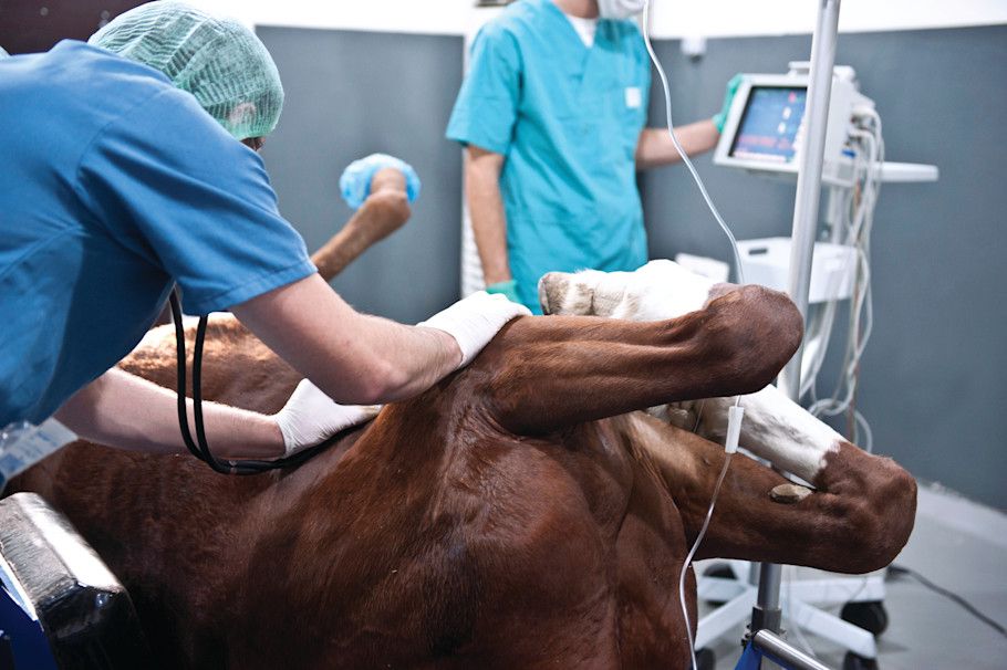 Horse undergoing surgery