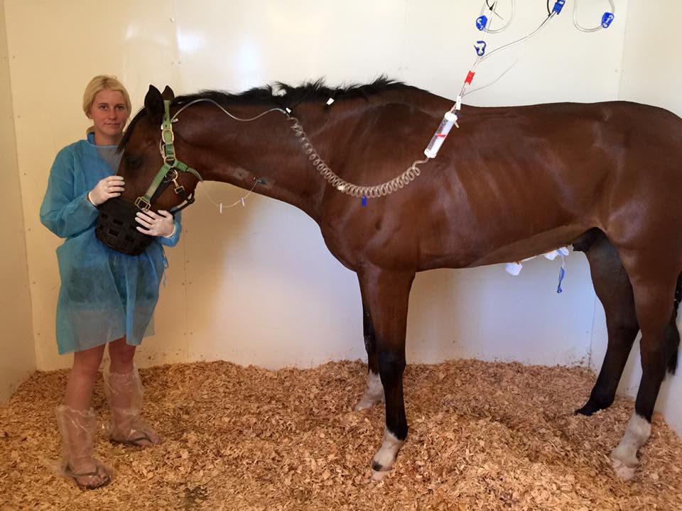 Horse receiving IV treatment
